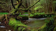 Ein Bach fließt durch einen mit Moos bewachsenen Wald 
