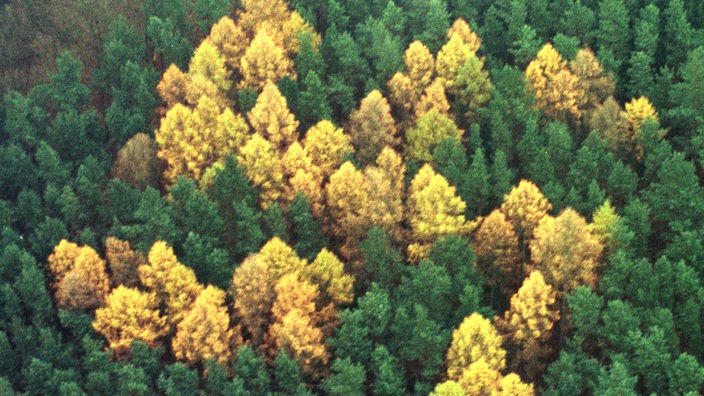Braun gefärbte Bäume formen ein Hakenkreuz in einem Wald