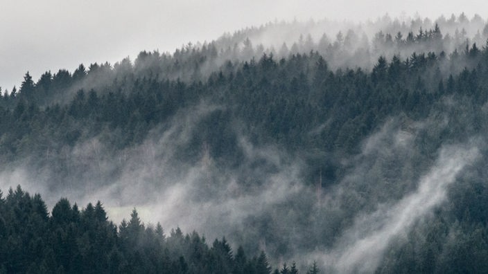 Nebelschwaden über einem Meer von Bäumen