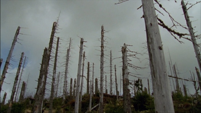 Toter Wald ohne Blätter an den Bäumen.