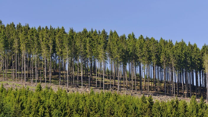 Fichtenwald mit hunderten Bäumen