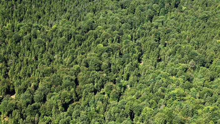 Luftaufnahme eines Waldes