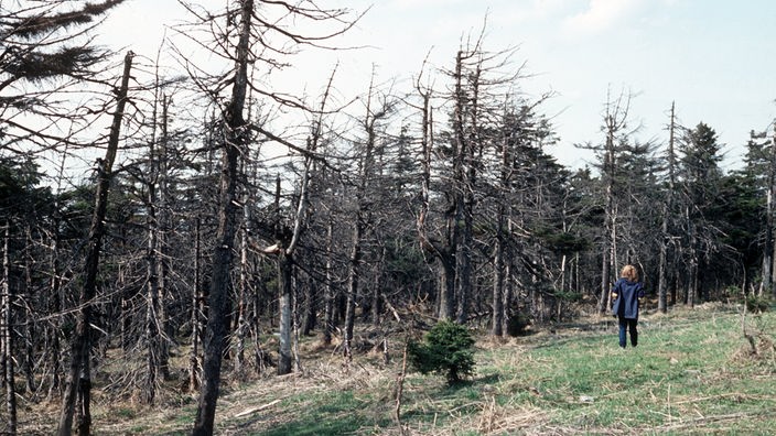 Abgestorbene Bäume am Fichtelberg im Erzgebirge, aufgenommen 1984
