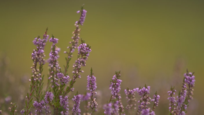 Besenheide | Bildquelle: newspixx vario images Besenheide