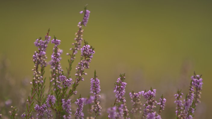 Besenheide