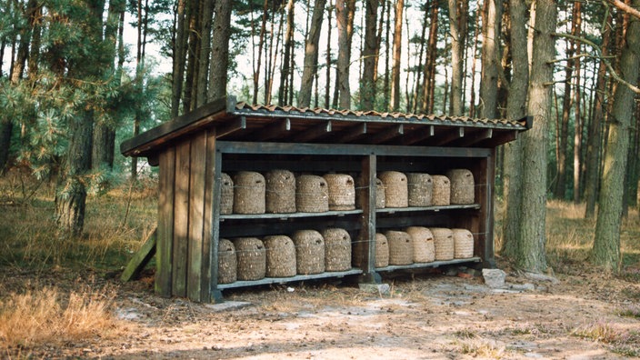 Mehrere Bienenkörbe in einem Unterstand aus Holz | Bildquelle: WDR/Rolf Mönkedieck Mehrere Bienenkörbe in einem Unterstand aus Holz