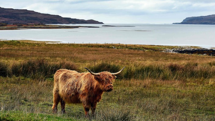 Braunes schottisches Hochlandrind vor Landschaft in Schottland