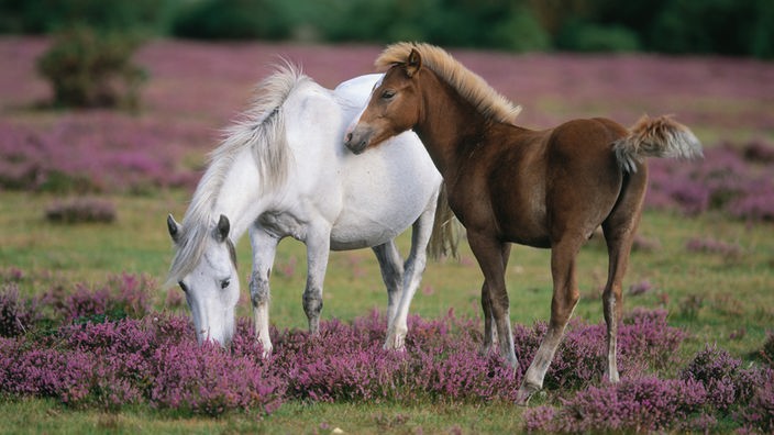 Eine braune Ponystute weidet mit ihrem Fohlen in der blühenden Heidelandschaft