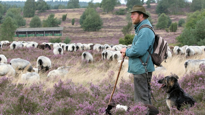 Ein Schäfer hütet mit seinem Hund eine Heidschnucken-Herde in der Lüneburger Heide. Im Hintergrund sieht man die traditionellen Imkerkörbe. | Bildquelle: WDR/dpa Ein Schäfer hütet mit seinem Hund eine Heidschnucken-Herde in der Lüneburger Heide. Im Hintergrund sieht man die traditionellen Imkerkörbe.
