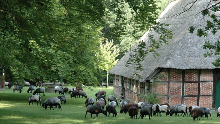Bauernhaus in der Lüneburger Heide mit Schafen davor