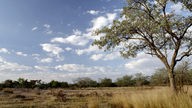 Im Vordergrund steht ein vereinzelter Baum am rechten Bildrand, dahinter erstreckt sich die südafrikanische Savanne.