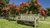 Eine Parkbank aus Holz steht auf einer Wiese vor mehreren, rosa blühenden Rosenbäumen.