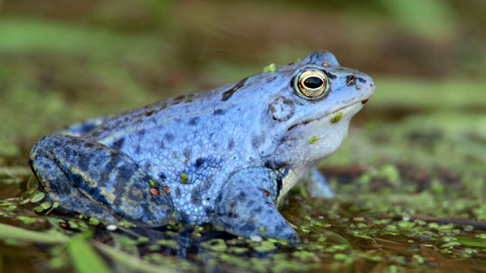 Blauer Moorfrosch. | Bildquelle: picture-alliance/Arco Images/K. Hinze Blauer Moorfrosch.