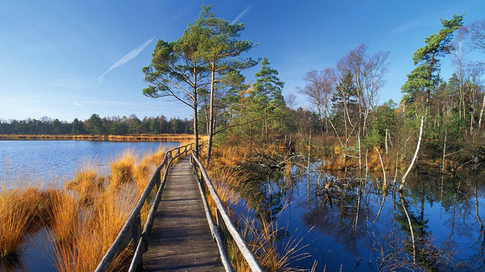 Steg führt in ein Moor. | Bildquelle: WDR/MEV Steg führt in ein Moor.