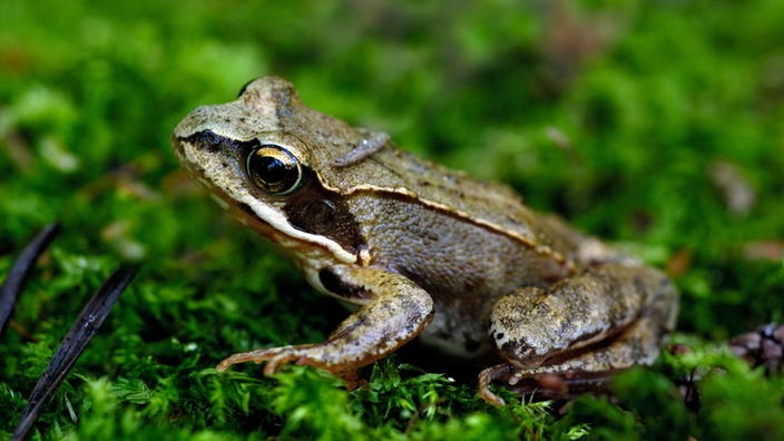 Brauner Moorfrosch. | Bildquelle: Interfoto Brauner Moorfrosch.