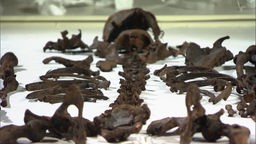 Die Knochen eines uralten Skeletts liegen entsprechend sortiert auf weißem Untergrund.