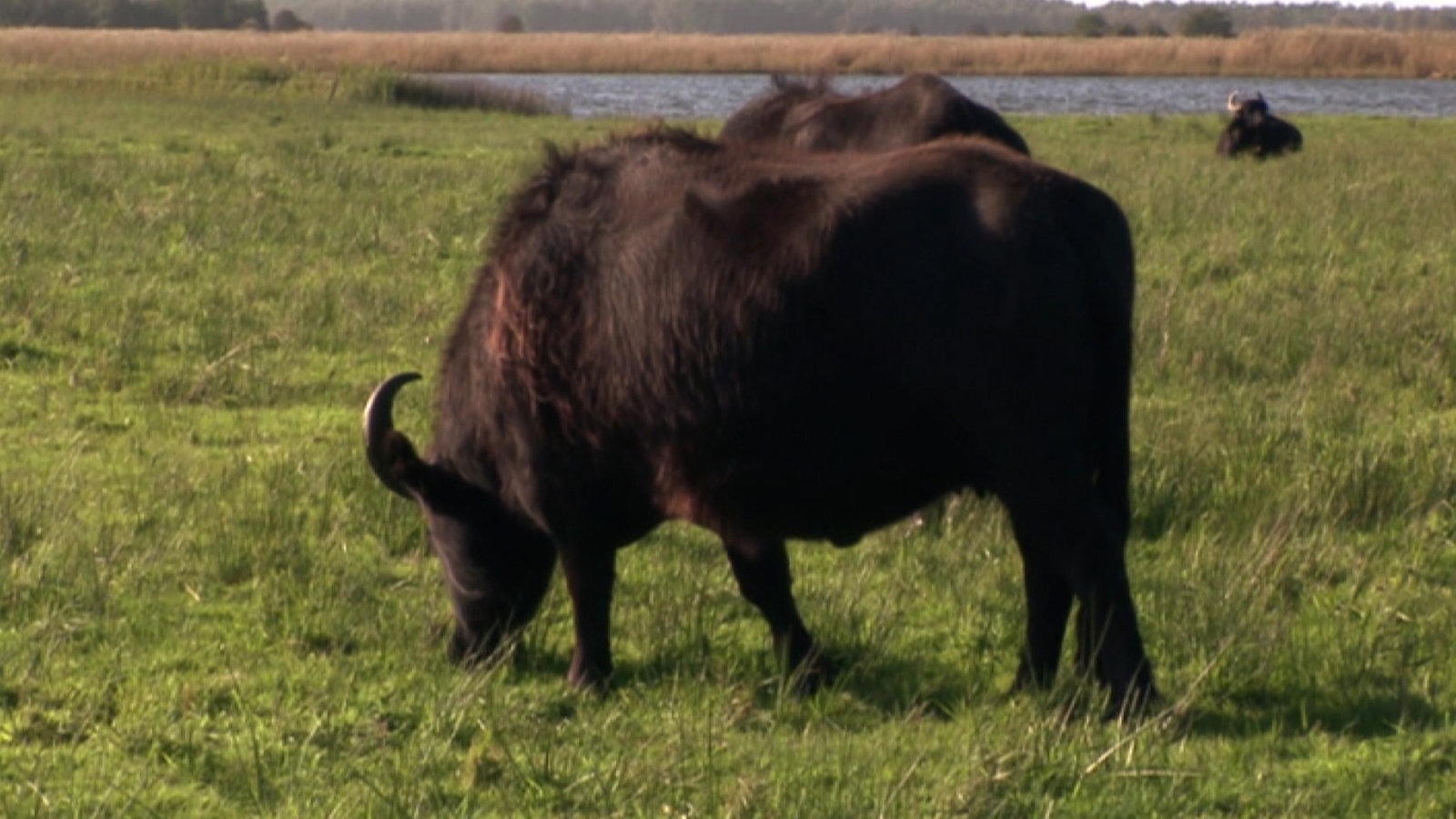 Dunkler Wasserbüffel weidet auf einer feuchten Wiese.