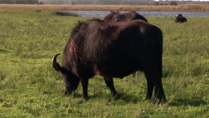 Dunkler Wasserbüffel weidet auf einer feuchten Wiese.