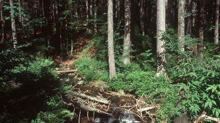 Nationalpark Bayerischer Wald mit umgestürzten Bäumen und einem Bachlauf. | Bildquelle: dpa/Rech Nationalpark Bayerischer Wald mit umgestürzten Bäumen und einem Bachlauf.