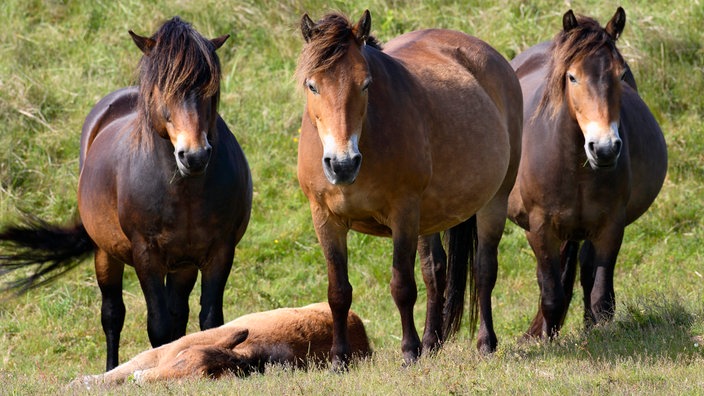 Ponys auf einer Wiese, ein Fohlen liegt im Gras.