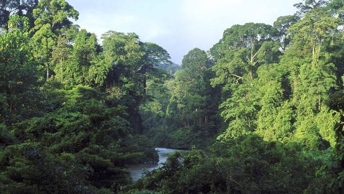 Blick auf einen Tieflandregenwald am Segamafluss in Malaysia.