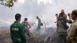 Umweltschädliche Palmöl-Produktion, Indonesien