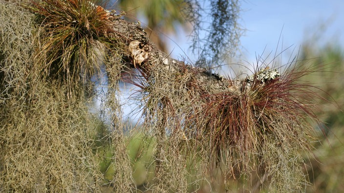 Epiphytische lebende Mosse und Flechten auf einem Ast. | Bildquelle: imago Epiphytische lebende Mosse und Flechten auf einem Ast.