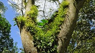 Zahlreiche Epiphyten wachsen in der Gabelung eines Baumes am Rio Frio in Costa Rica.