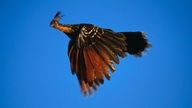 Fliegender Hoatzin
