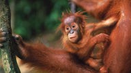 Ein Orang-Utan-Baby im Arm seiner Mutter
