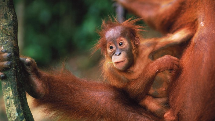 Ein Orang-Utan-Baby im Arm seiner Mutter | Bildquelle: Mauritius Ein Orang-Utan-Baby im Arm seiner Mutter
