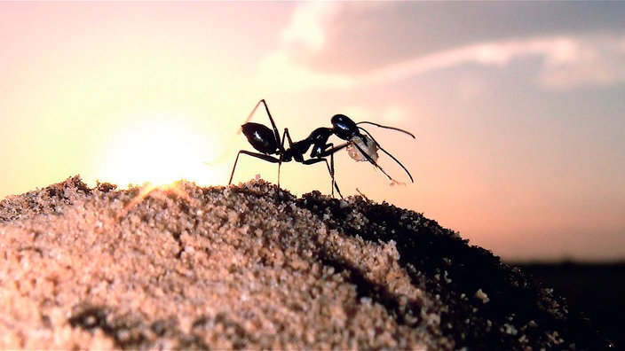 Eine Wüstenameise sitzt auf einem kleinen Sandhaufen. | Bildquelle: dpa Picture-Alliance/Markus Knaden Eine Wüstenameise sitzt auf einem kleinen Sandhaufen.