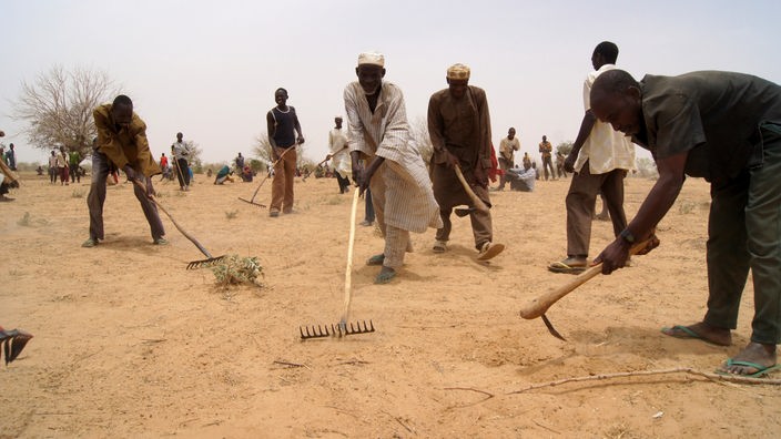 Zahlreiche Landarbeiter beackern einen ausgedörrten Boden im Niger