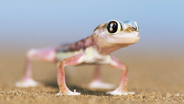 Großaufnahme eines Geckos auf Sand.