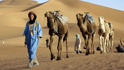 Ein Berber schreitet führt eine Dromedarkarawane über eine große Sanddüne.