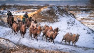 Kameltreiber mit Kamelherde laufen im dünnen Schnee durch die Wüste Gobi.