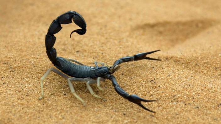 Ein schwarzer Skorpion auf Sand.