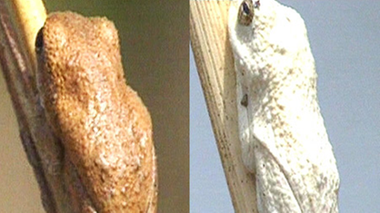 Zweigeteiltes Bild: Links sitzt ein brauner Frosch an einem Halm, rechts der gleiche Frosch am Halm, aber in 'weiß'.