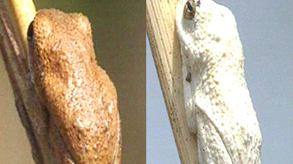 Zweigeteiltes Bild: Links sitzt ein brauner Frosch an einem Halm, rechts der gleiche Frosch am Halm, aber in 'weiß'. | Bildquelle: WDR Zweigeteiltes Bild: Links sitzt ein brauner Frosch an einem Halm, rechts der gleiche Frosch am Halm, aber in 'weiß'.