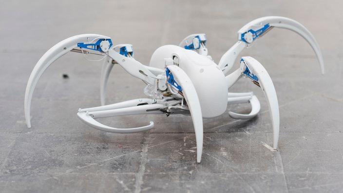 Eine Roboter-Nachbildung der marokkanischen Radlerspinne (2018) | Bildquelle: picture alliance / Julian Stratenschulte/dpa Eine Roboter-Nachbildung der marokkanischen Radlerspinne (2018)