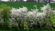 Weiß blühende Naturhecke aus Schlehen