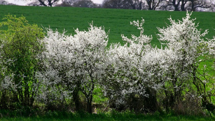 Weiß blühende Naturhecke aus Schlehen