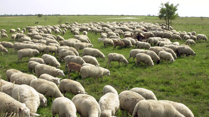 Eine Herde Schafe auf einer Weide
