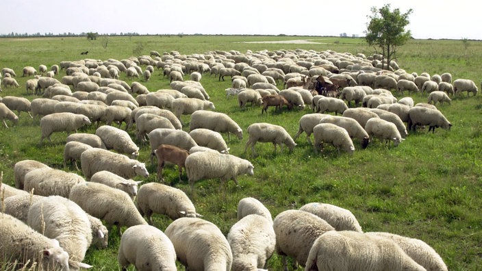 Eine Herde Schafe auf einer Weide | Bildquelle: dpa Eine Herde Schafe auf einer Weide