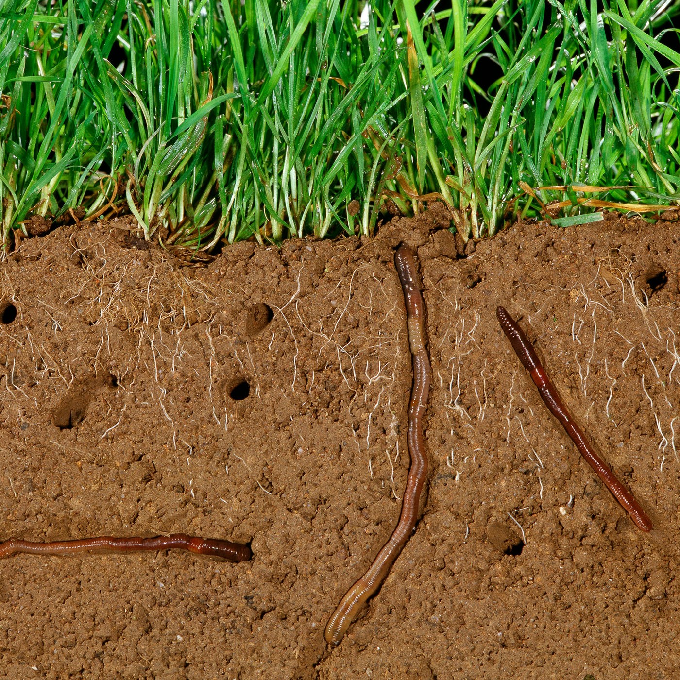 Где живет почва. Почвообразование черви. Дождевые черви рыхлят землю. Дождевые черви рыхлят почву. Дождевой червь рыхлит землю.