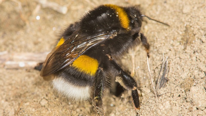 Dunkle Erdhummel-Königin (Bombus terrestris) auf Sandboden | Bildquelle: picture alliance / blickwinkel / W. Willner Dunkle Erdhummel-Königin (Bombus terrestris) auf Sandboden