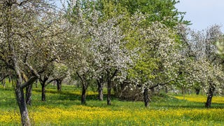Streuobstwiese mit blühenden Apfelbäumen im Frühling