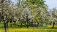 Streuobstwiese mit blühenden Apfelbäumen im Frühling