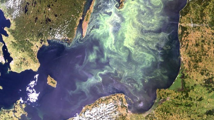 Das Satellitenbild vom Schwedischen Institut fuer Metereologie und Hydrographie (SMHI) zeigt den Algenteppich auf der Ostsee (Foto vom 11.07.05).