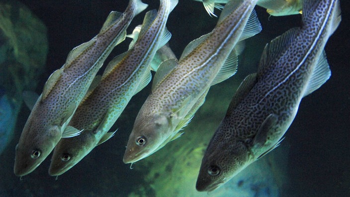 Mehrere Dorsche schwimmen in einem Aquarium.